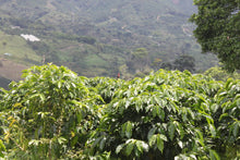 Load image into Gallery viewer, Colombia Hacienda La Palmera Bourbon Natural (Espresso Roast)