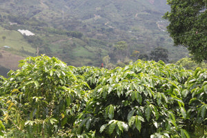 Colombia Hacienda La Palmera Bourbon Natural (Espresso Roast)